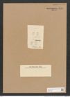 Achnanthes elliptica Schum. (de-Toni-Nr.: Genus 43, Species 1944) Zeichnungen Sammlung Grunow Nr. 3844 (NHMW-BOT-W0371538)